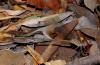 67875 – Photo : Renaud Bernhard – Afrique du Sud
