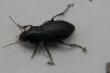 Harpalus sp.