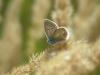67231 – Photo : Francois Griffault – Macédoine