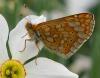 67850 – Photo : Pascal Vigneron – France (83)