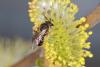 67128 – Photo : eudemis – France (33)