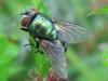 67386 – Photo : Elisabeth A. Harris – Royaume-Uni