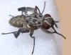 Phaonia trimaculata