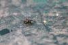 67894 – Photo : Dominique THAUVIN – France (45)