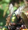 67586 – Photo : Elisabeth A. Harris – Royaume-Uni