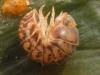 67685 – Photo : Arp – Pays-Bas