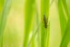 67342 – Photo : adrien auzeil – France (03)