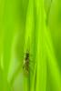 67347 – Photo : adrien auzeil – France (03)