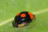 67882 – Photo : Joseph Rezeau – France (35)