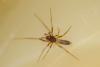 67471 – Photo : M Erard – France (29)