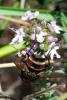 67399 – Photo : Bernard DELEFOSSE – France (84)