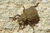 67988 – Photo : Bernard DELEFOSSE – France (84)