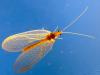 67179 – Photo : Denys Liger – France (27)