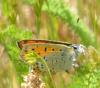 67257 – Photo : Guillaume Chorgnon – France (42)