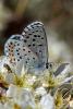 67933 – Photo : Bernard DELEFOSSE – France (26)