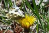 67309 – Photo : Bernard DELEFOSSE – France (84)