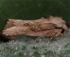 67861 – Photo : Pelouard – France (72)