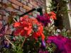 67990 – Photo : Renard Flingueur – France (60)
