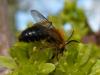 67731 – Photo : Yvain Dubois – France (38)