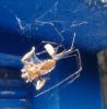 Pholcus phalangioides