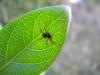 67746 – Photo : Dominique THAUVIN – France (45)