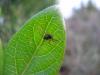 67712 – Photo : Dominique THAUVIN – France (45)