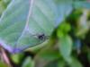 67801 – Photo : Dominique THAUVIN – France (45)