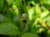 67893 – Photo : Dominique THAUVIN – France (45)