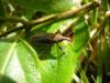 67943 – Photo : Dominique THAUVIN – France (45)