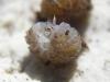 67694 – Photo : Arp – Pays-Bas