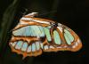 67191 – Photo : Roger Caritg – Pérou