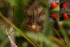 67799 – Photo : Pascal Vigneron – France (52)