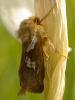 67846 – Photo : Pascal Vigneron – France (83)