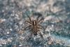67814 – Photo : Dominique THAUVIN – France (45)