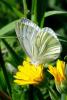 67368 – Photo : Bernard DELEFOSSE – France (84)