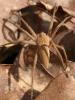 Pisaura mirabilis