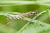 67537 – Photo : Vecho – France (85)