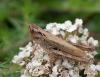 67515 – Photo : Olivier Sigaud – France (26)