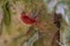 67660 – Photo : Dominique Forlot – France (56)