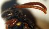 67728 – Photo : Hymenoptera – France (34)