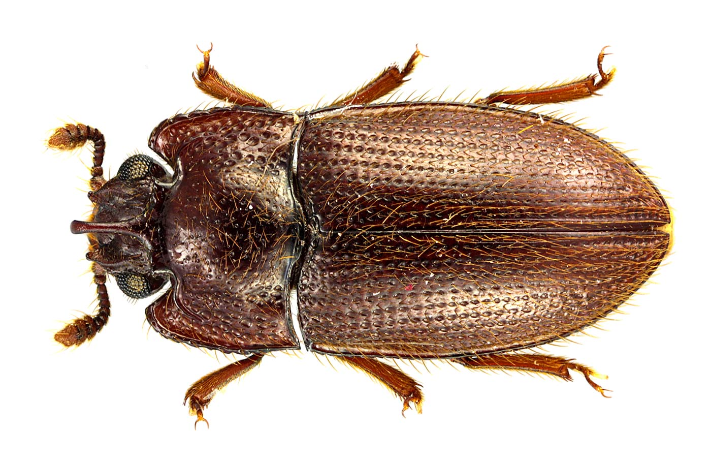 J.-H. Yvinec - Gonicoelus unicornis - réf. 67272 (1400 x 911 pixels, 207 ko)