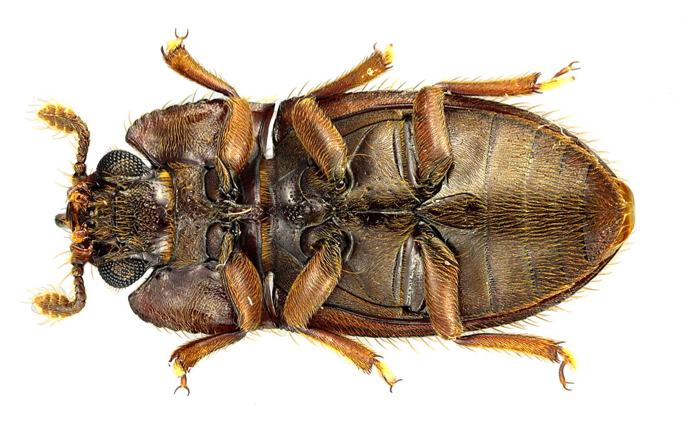 J.-H. Yvinec - Gonicoelus unicornis - réf. 67273 (1400 x 895 pixels, 215 ko)