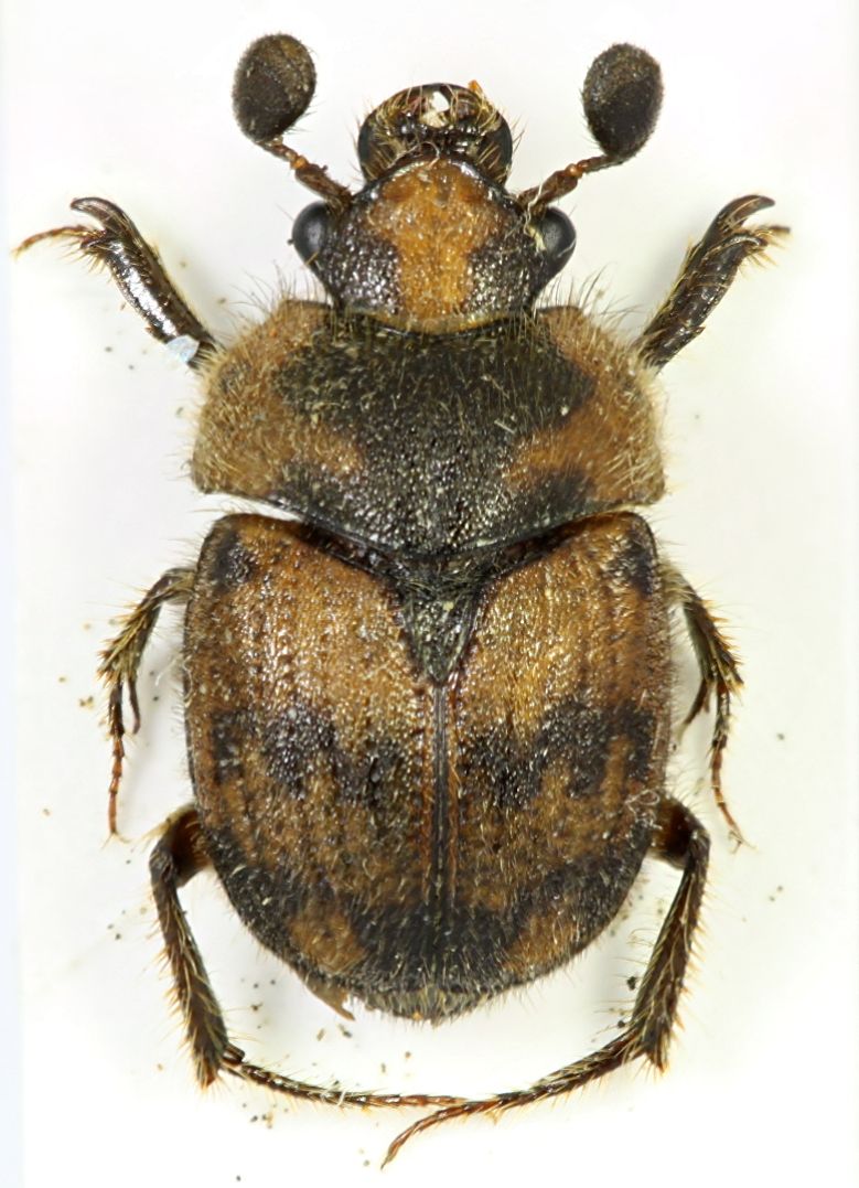 znort - Notochodaeus sp. - réf. 67082 (779 x 1077 pixels, 122 ko)