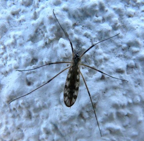 Réf. 68 348 : Limonia maculipennis