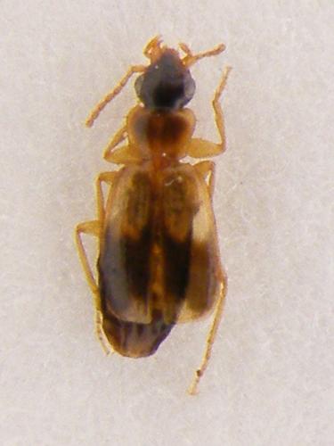 Philorhizus vectensis