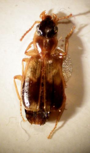 Philorhizus vectensis