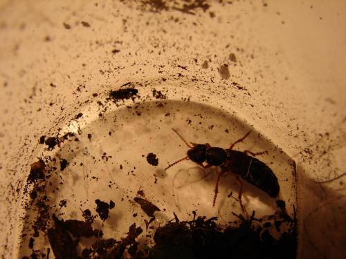 Staphylinus sp.