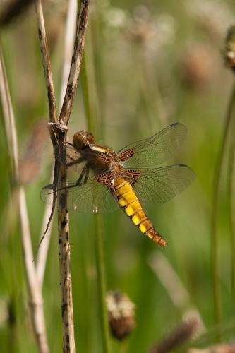 Réf. 68 081 : Libellula depressa