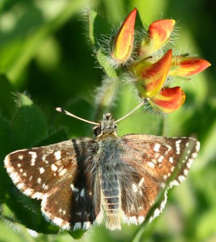 Réf. 68 932 : Spialia sertorius