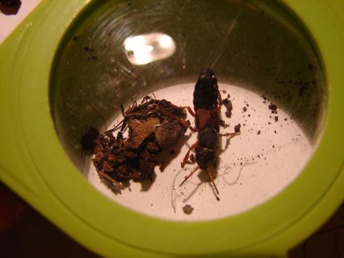 Réf. 68 511 : Staphylinus sp.